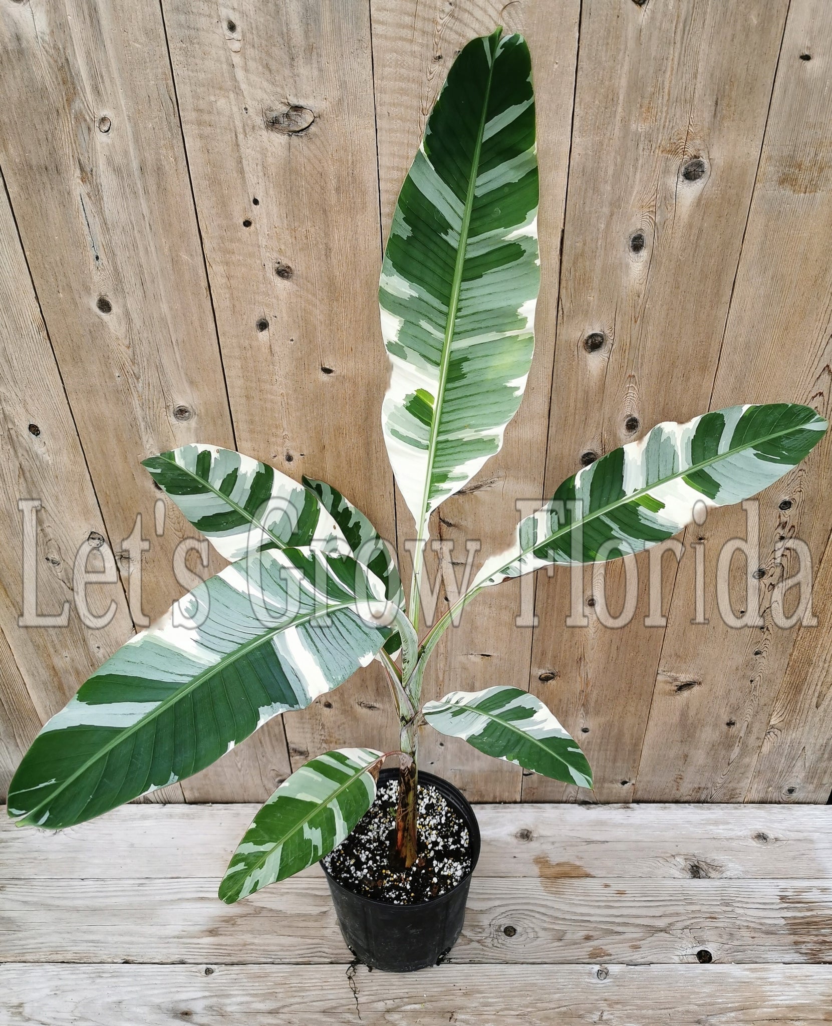 variegated banana plant indoor Variegated Musa Florida banana tree plant – Let's Grow Florida