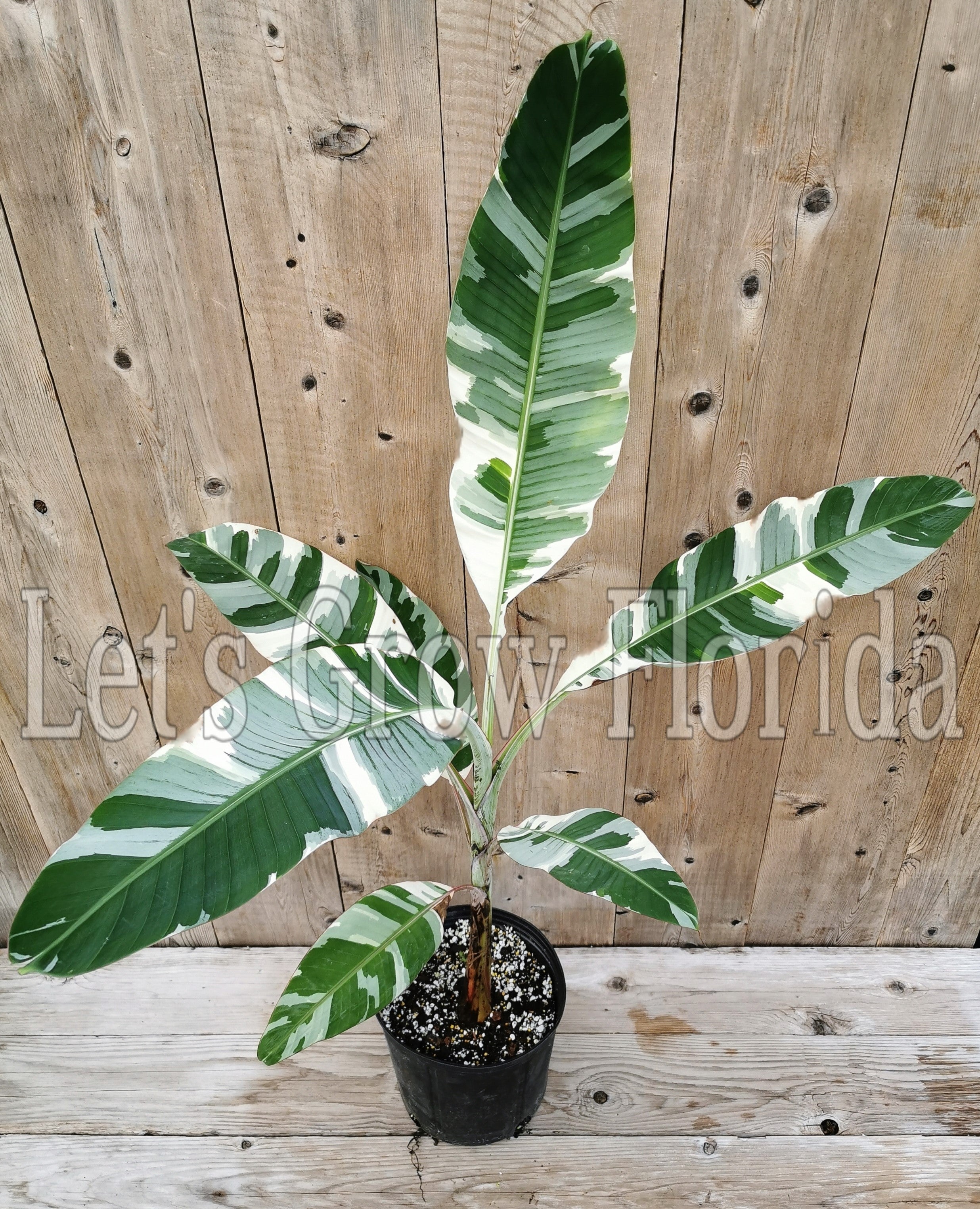variegated banana plant seeds Variegated Musa Florida banana tree plant