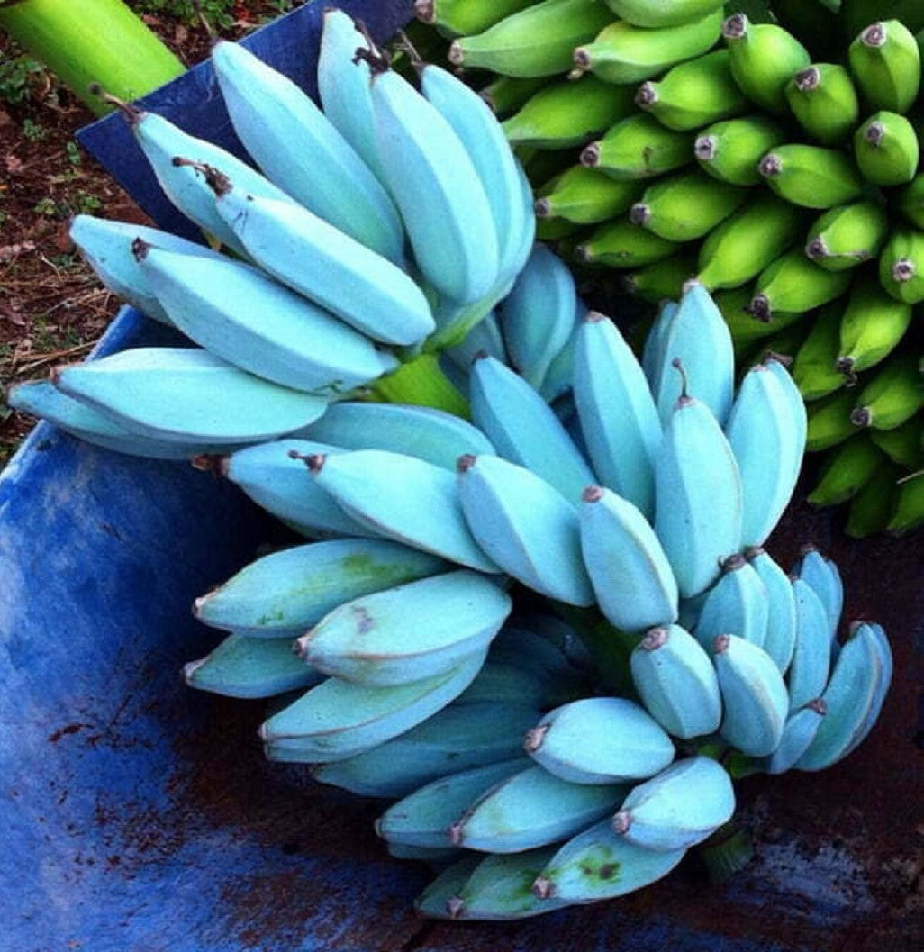 Musa Blue Java IceCream Variegated バナナ苗 1 Bulb of Musa (ABB group) BLUE JAVA ICE CREAM Variegated