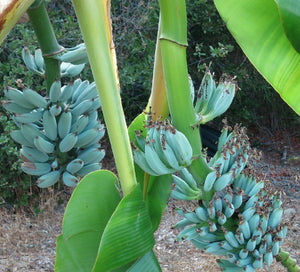 Java Azul / Plátano Helado, Musa acuminata x balbisiana