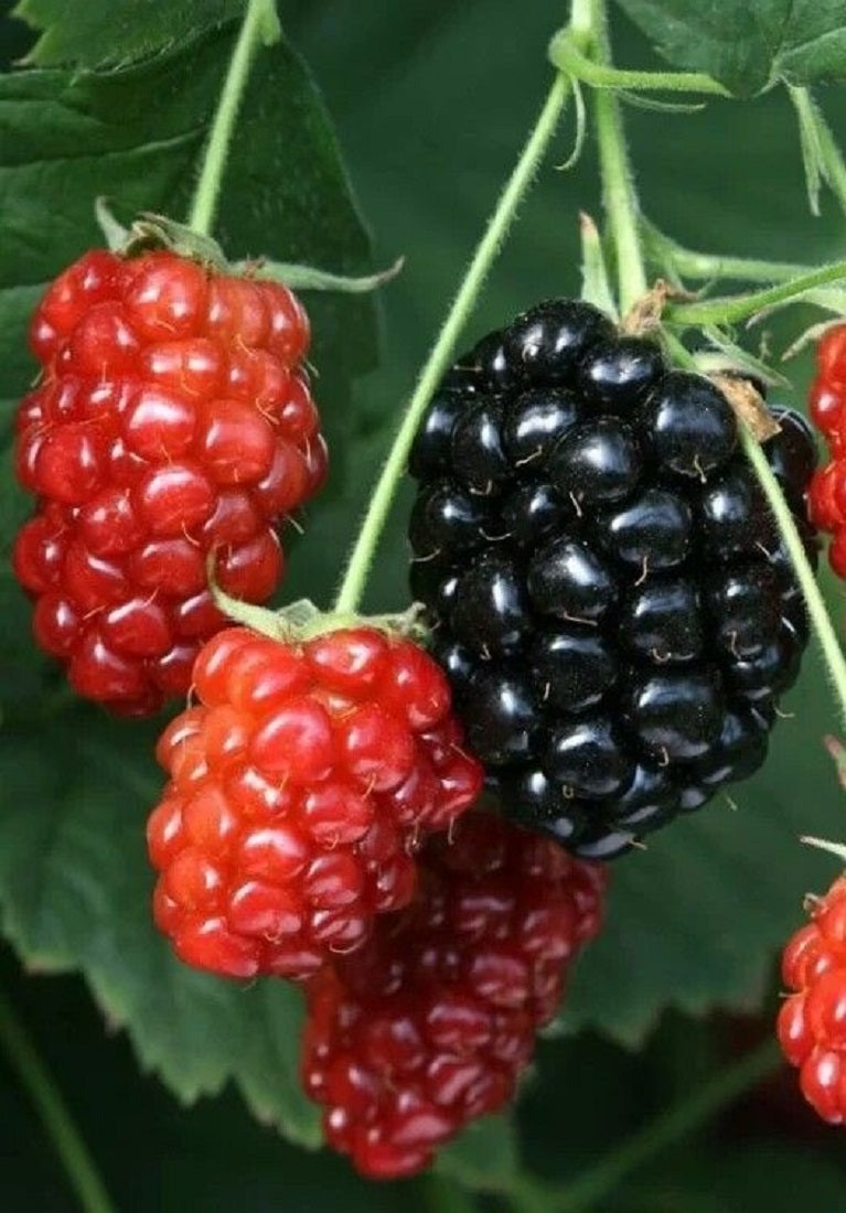 Brazos Blackberry, Rubus Fruit Plant