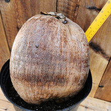 Cargar imagen en el visor de la galería, Enorme Fiji / Semilla de coco enano samoano Cocos nucifera Palmera tropical rara.