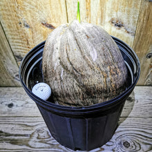 Cargar imagen en el visor de la galería, Enorme Fiji / Semilla de coco enano samoano Cocos nucifera Palmera tropical rara.