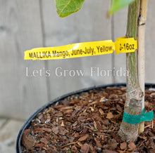 Load image into Gallery viewer, Mango Tree Mallika Grafted 3 Gal / 10" Pot Mangifera indica Live Tropical