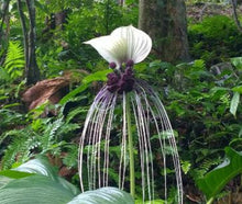 Cargar imagen en el visor de la galería, Planta de flor de murciélago, blanca, Tacca integrifolia.