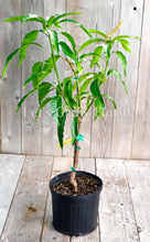 Charger l'image dans la galerie, Manguier 'Venus' 3 Gal greffé professionnellement Mangifera indica Live