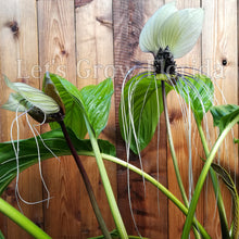 Charger l&#39;image dans la galerie, Plante à fleurs de chauve-souris, blanche, Tacca integrifolia