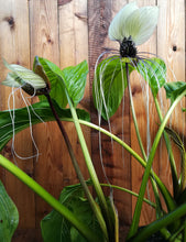 Charger l&#39;image dans la galerie, Plante à fleurs de chauve-souris, blanche, Tacca integrifolia.