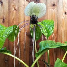 Charger l&#39;image dans la galerie, Plante à fleurs de chauve-souris, blanche, Tacca integrifolia.