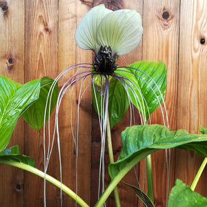 Bat Flower Plant, White, Tacca integrifolia.